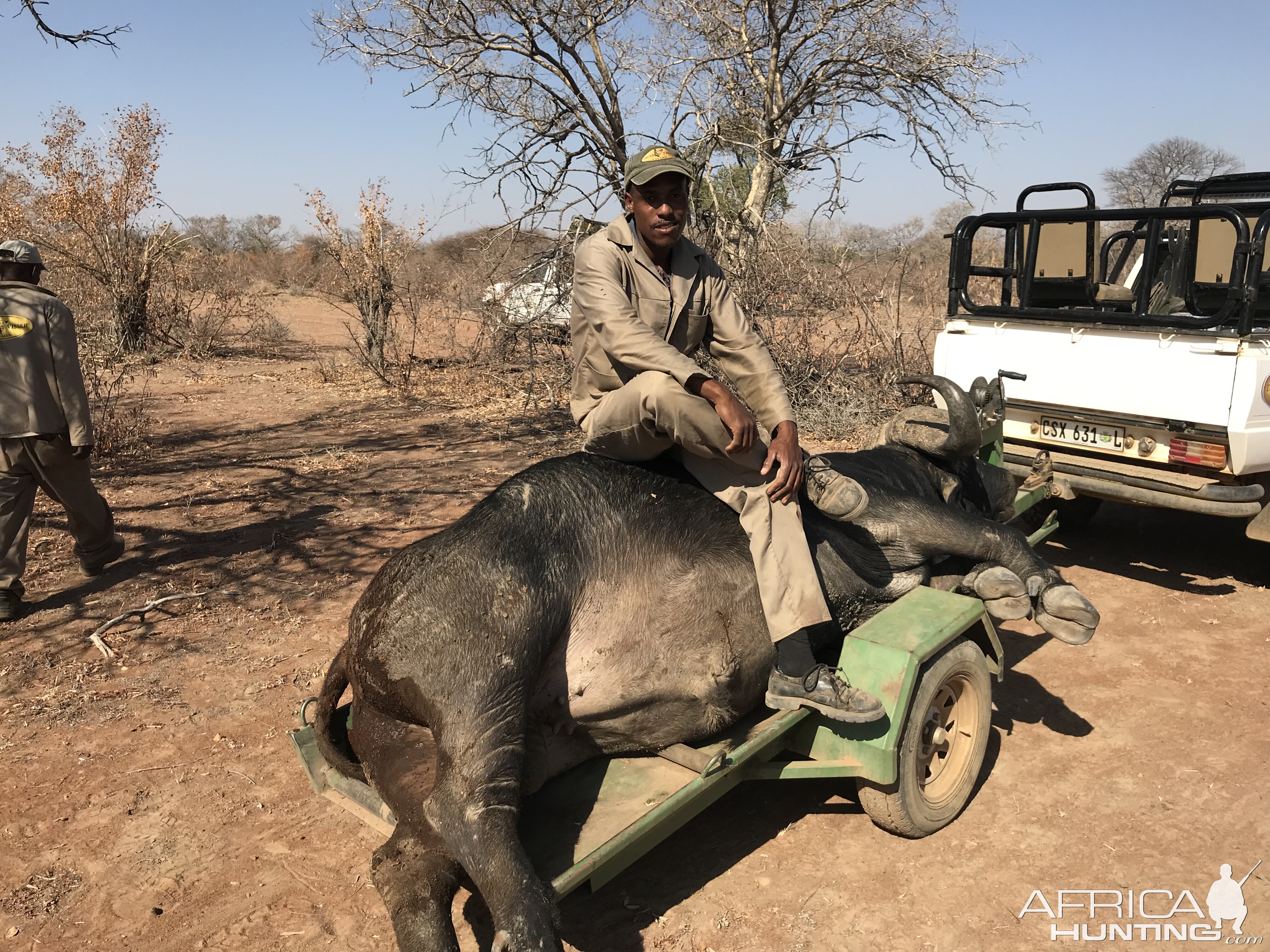 Bow Hunt Cape Buffalo in South Africa