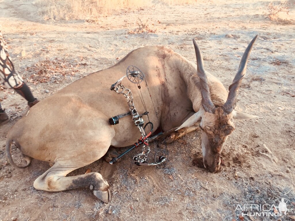 Bow Hunt Eland