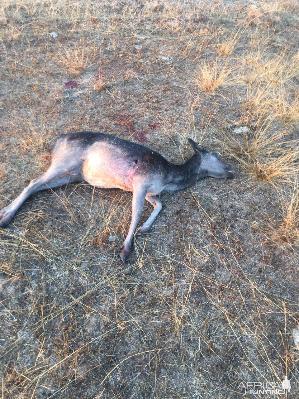 Bow Hunt Fallow Deer Doe in Chile South America