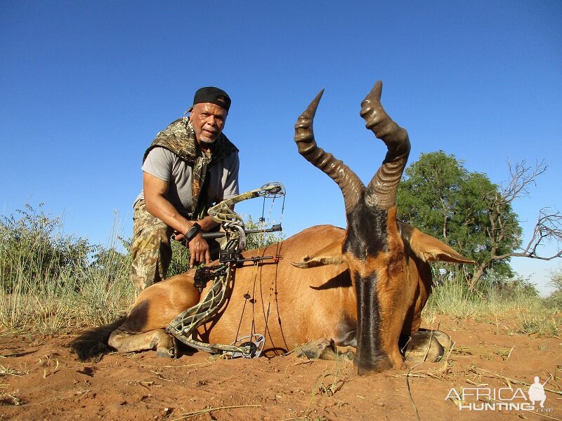 Bow Hunt Red Hartebeest in South Africa