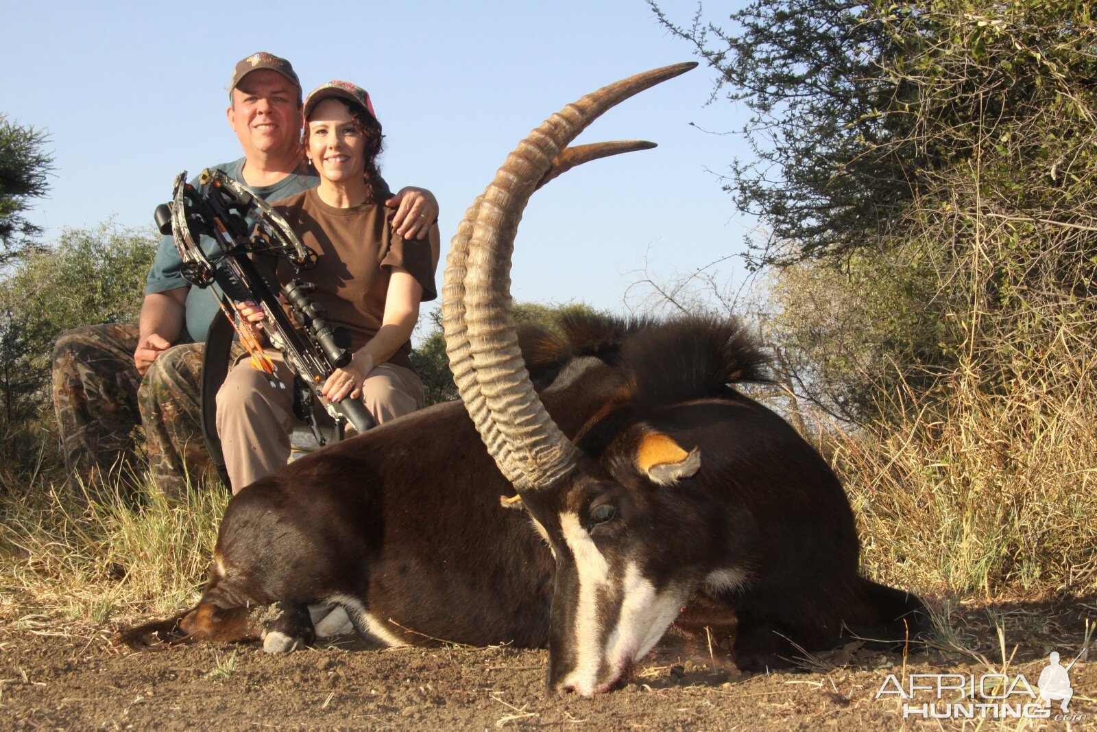 Bow Hunt Sable Antelope South Africa