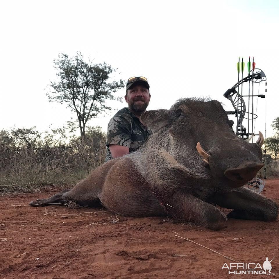 Bow Hunt Warthog in South Africa