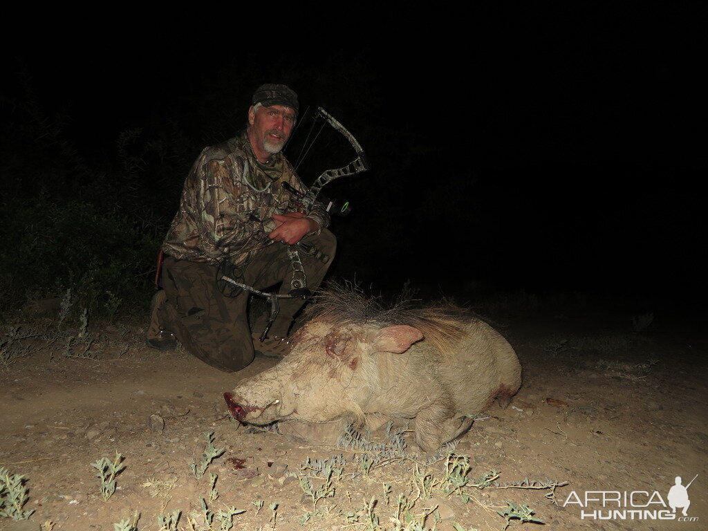 Bow Hunt Warthog in South Africa