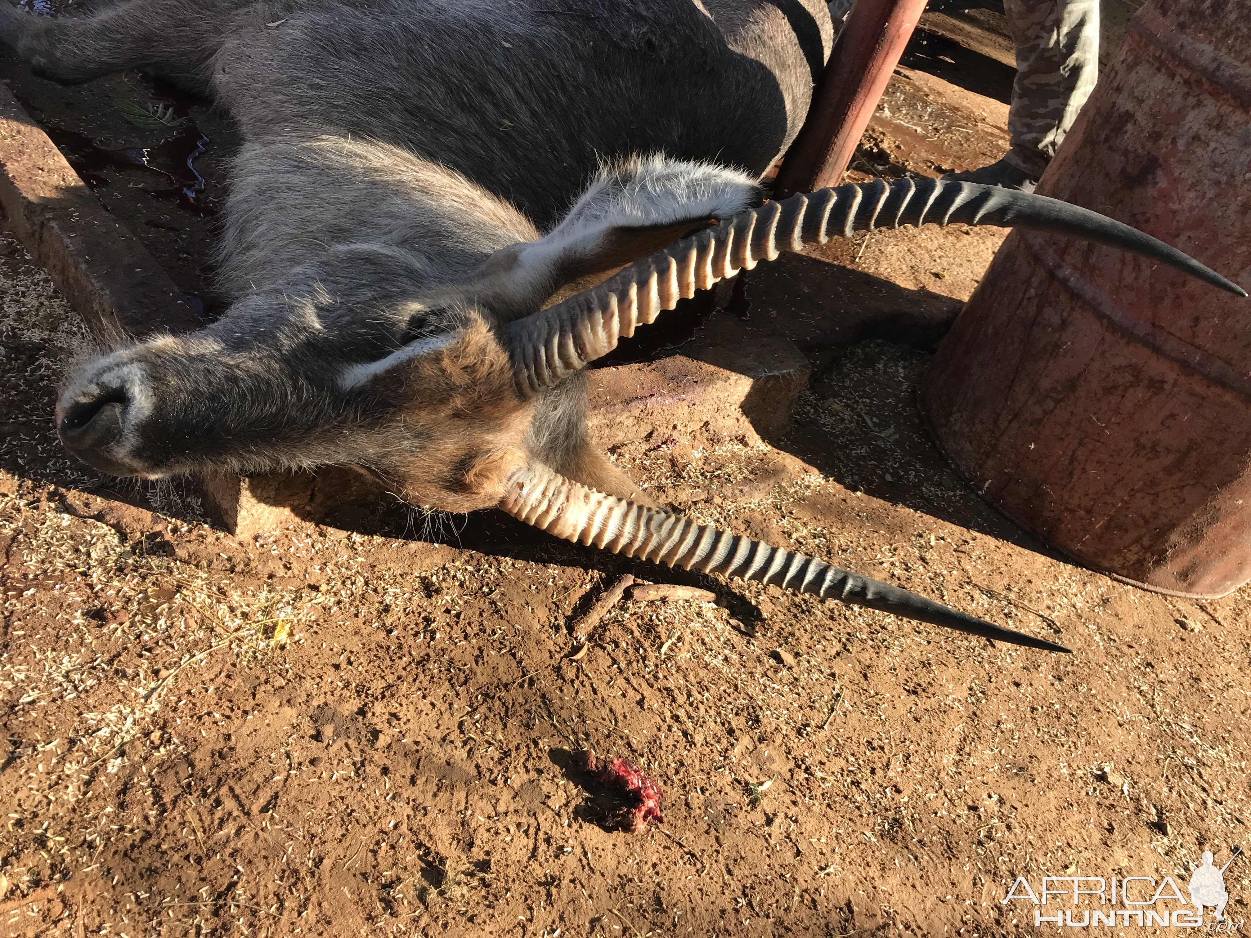 Bow Hunt Waterbuck in Namibia