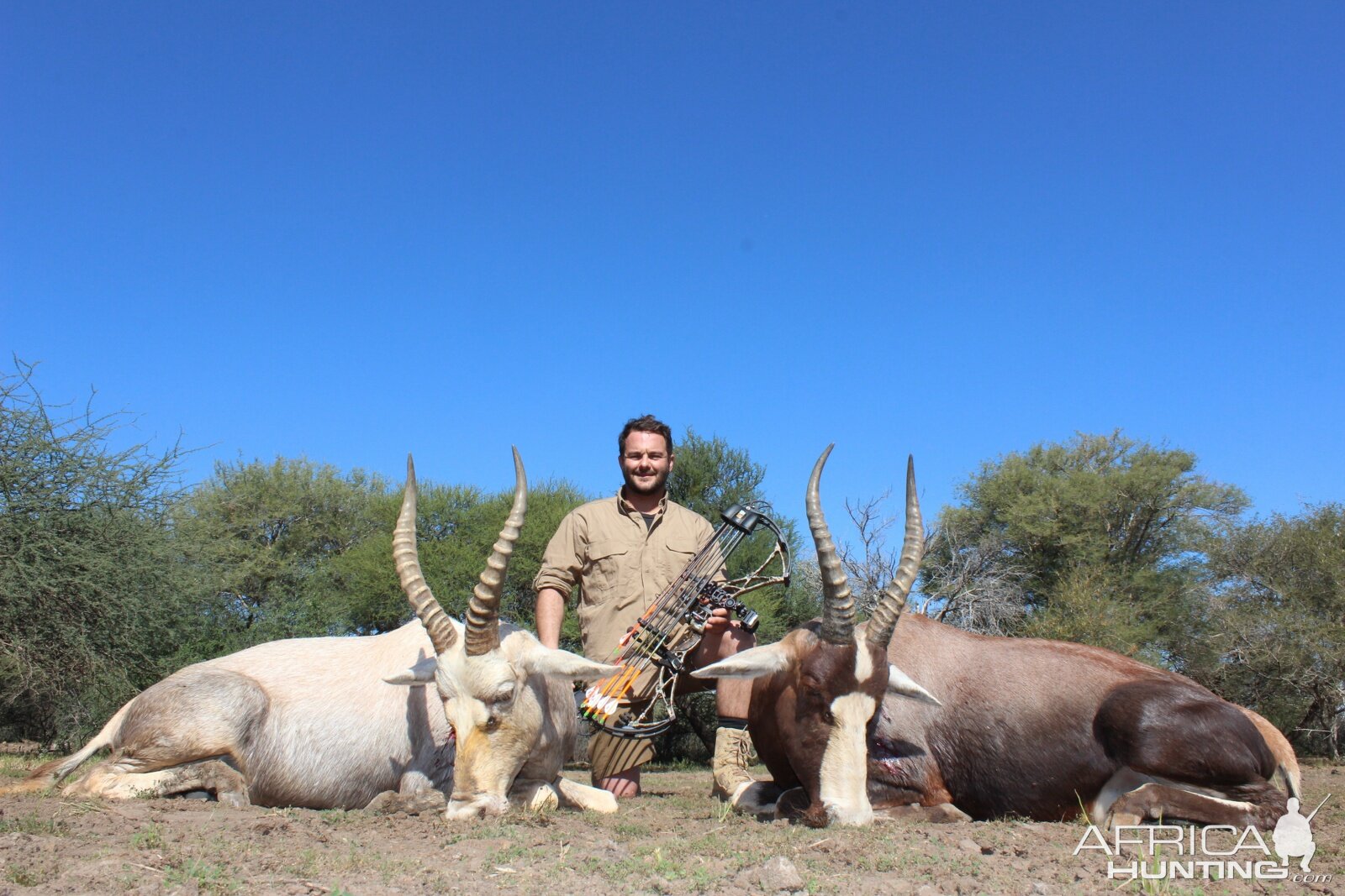 Bow Hunt White & Common Blesbok in South Africa