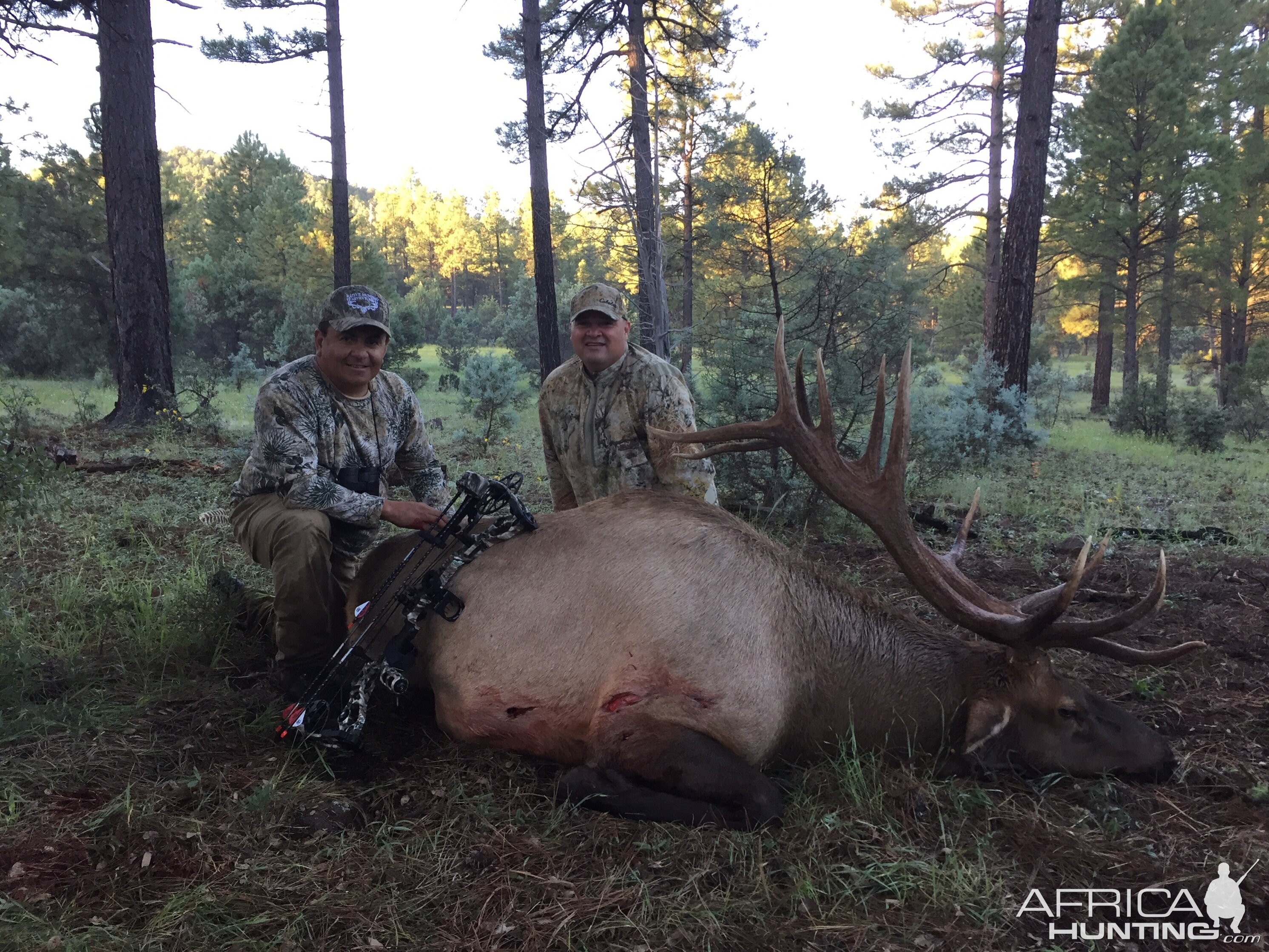 Bow Hunting Arizona Elk