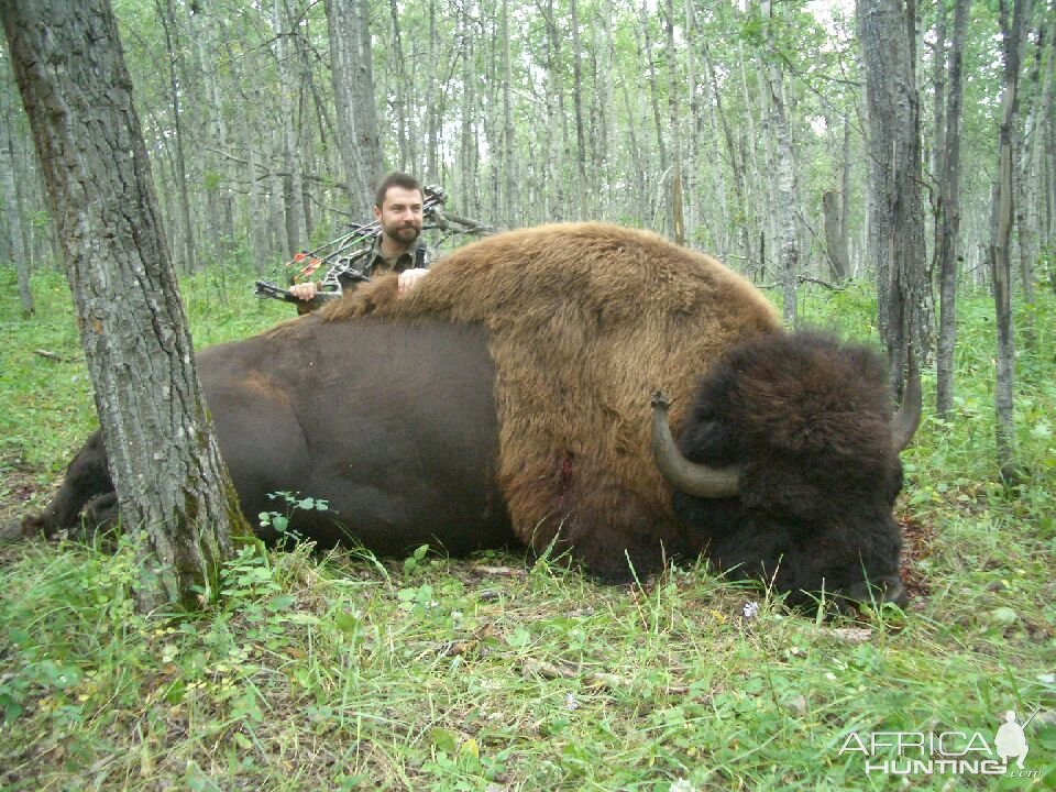 Bow Hunting Bison