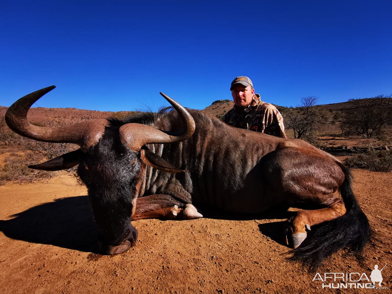 Bow Hunting Blue Wildebeest in South Africa