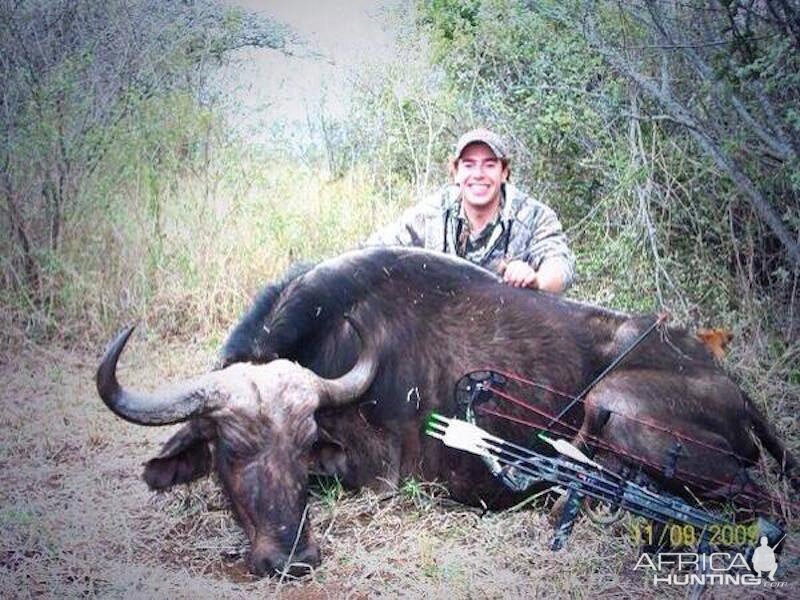 Bow Hunting Buffalo Cow