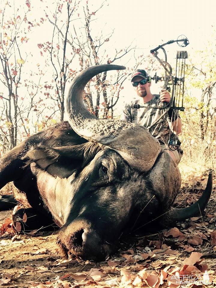 Bow Hunting Buffalo South Africa