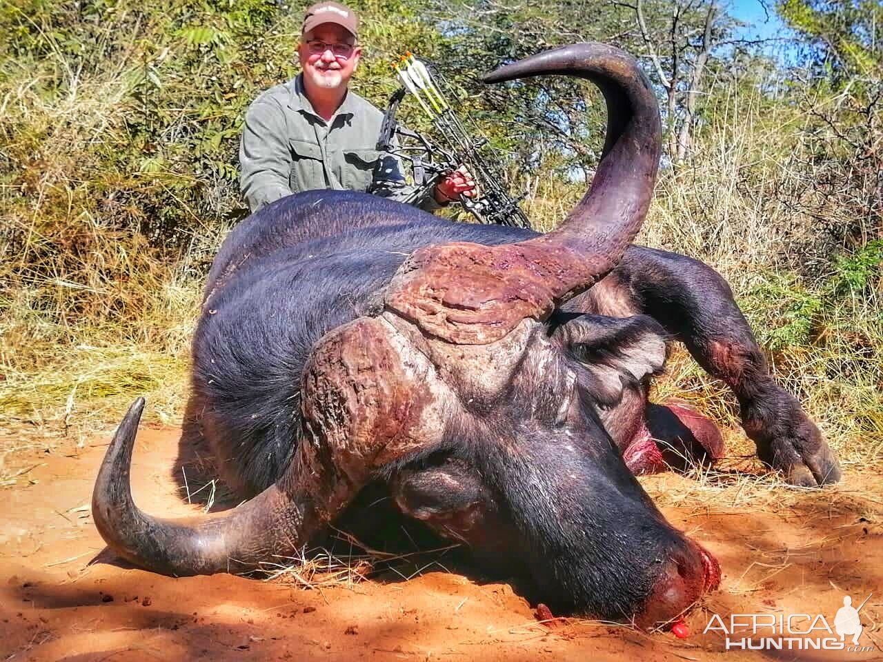 Bow Hunting Buffalo South Africa