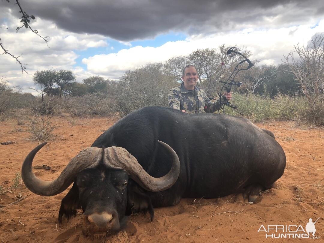 Bow Hunting Buffalo South Africa