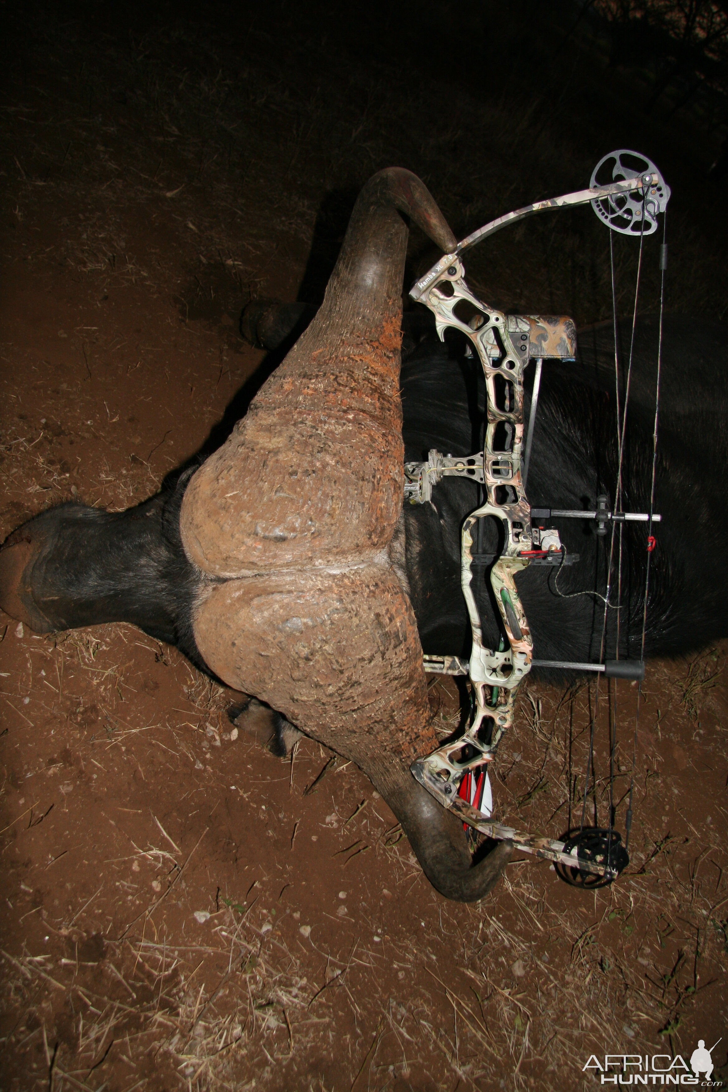 Bow Hunting Buffalo