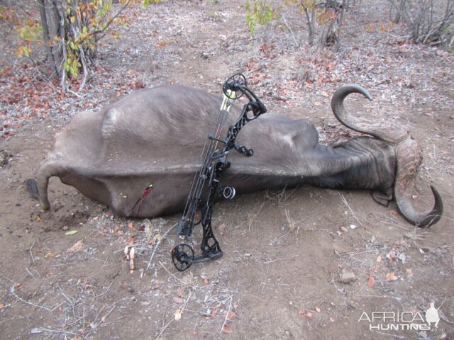 Bow Hunting Buffalo