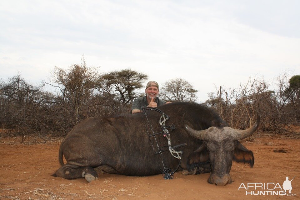 Bow Hunting Cape Buffalo Cow in South Africa