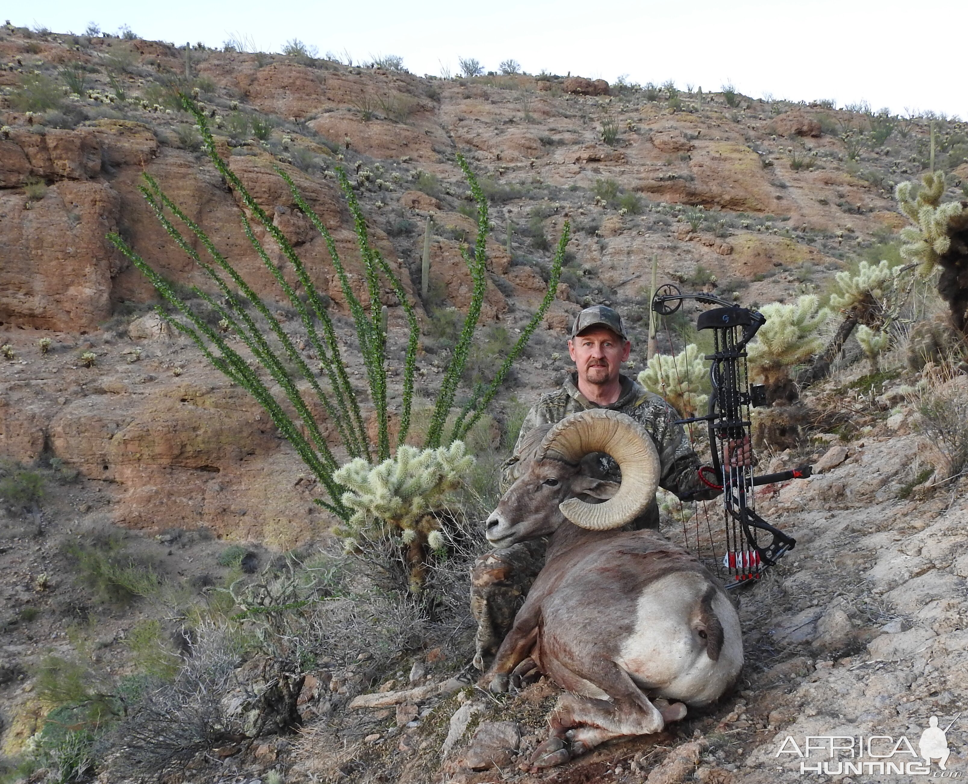 Bow Hunting Desert Bighorn Sheep