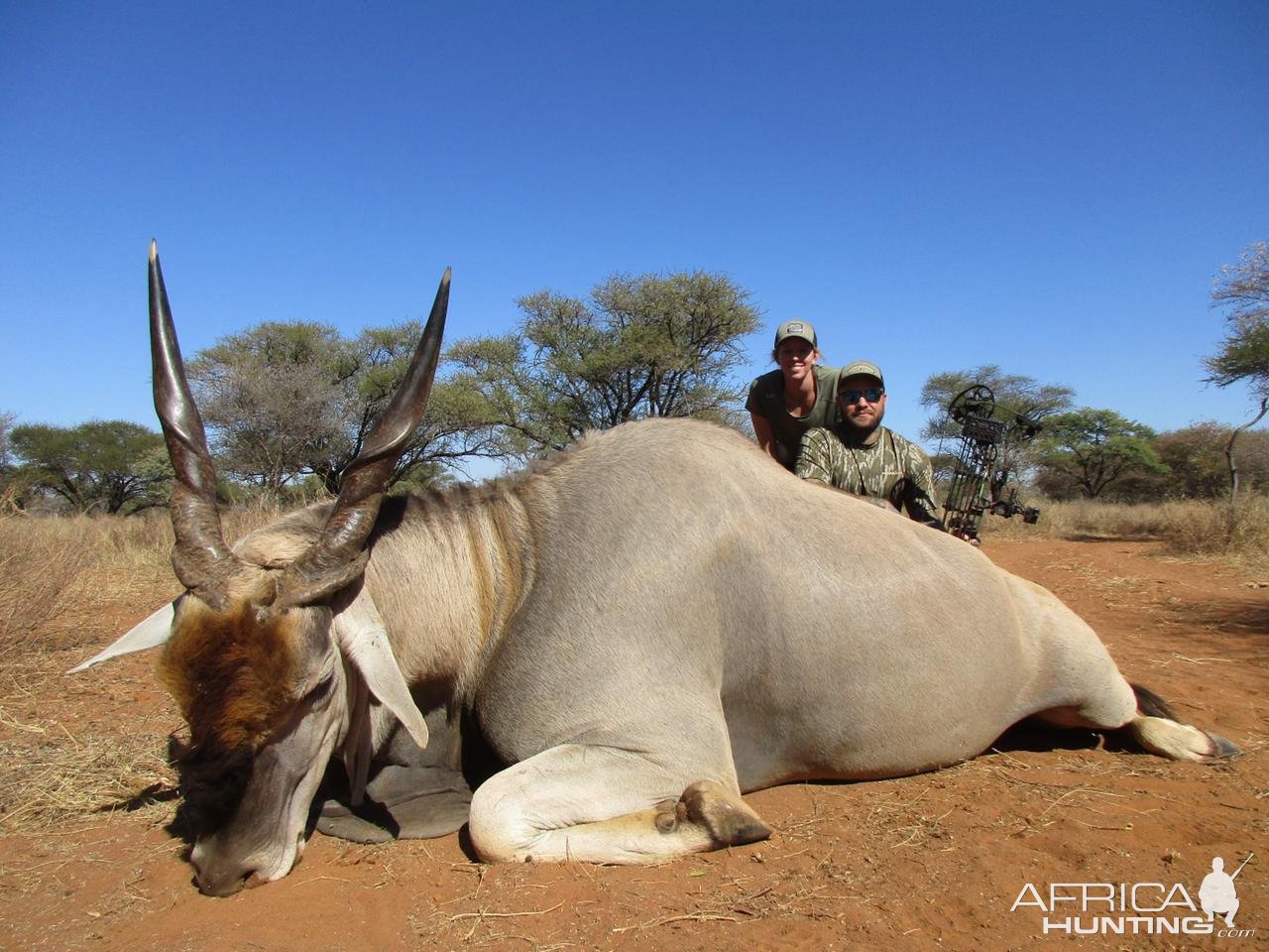 Bow Hunting Eland South Africa