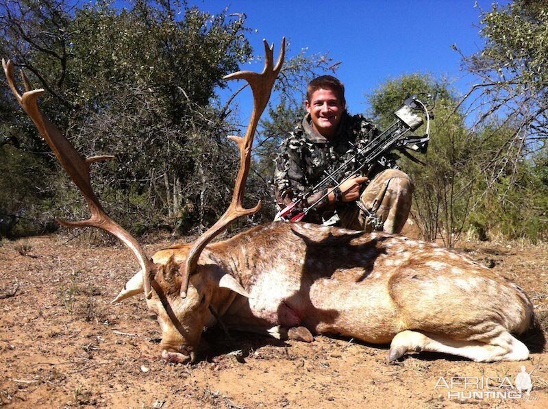 Bow Hunting Fallow Deer