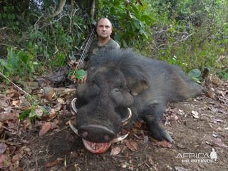 Bow Hunting Giant Forest Hog Central African Republic