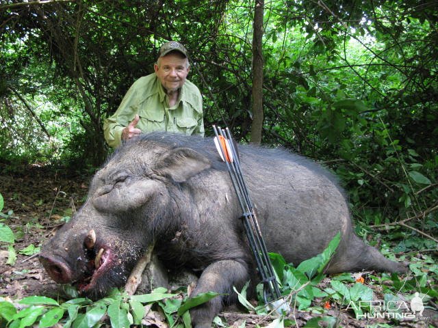 Bow Hunting Giant Forest Hog Central African Republic