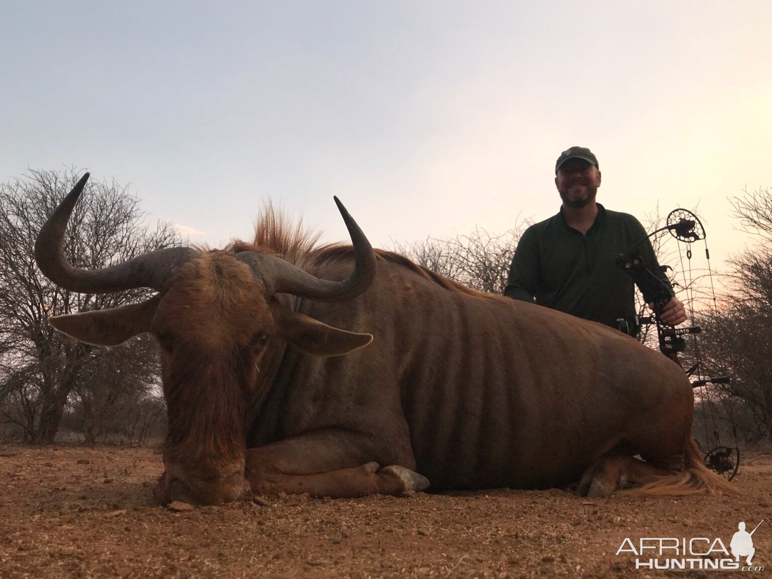 Bow Hunting Golden Wildebeest in South Africa