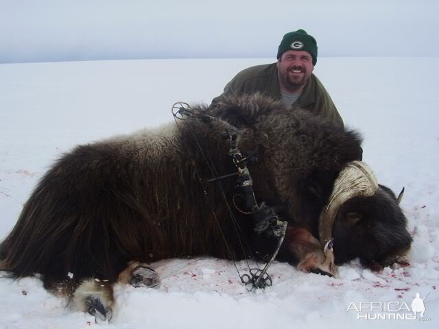 Bow Hunting Muskox