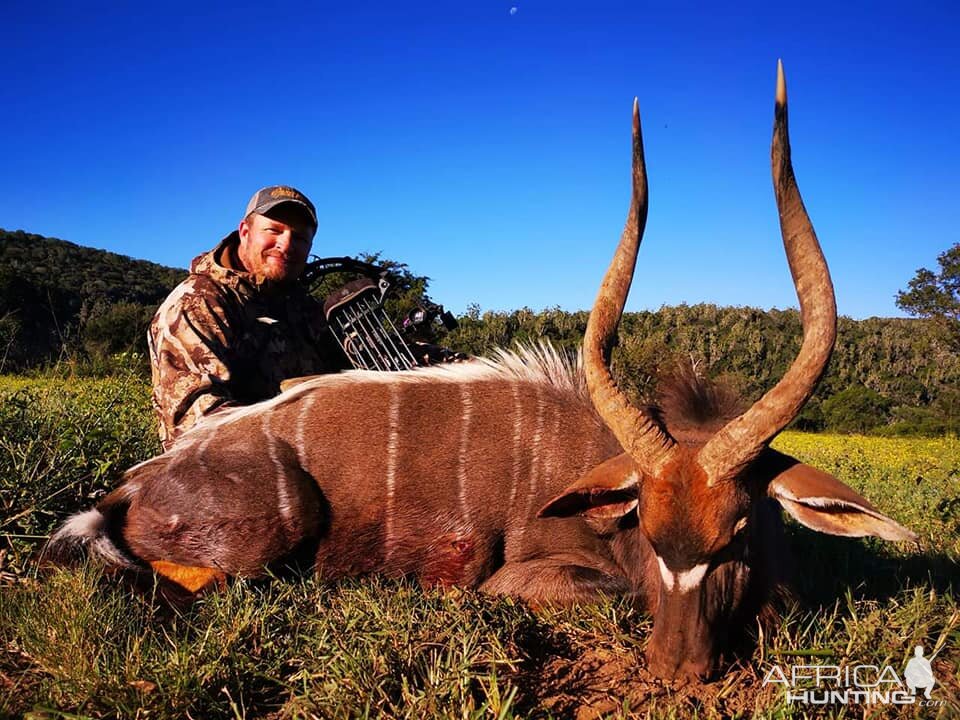 Bow Hunting Nyala in South Africa