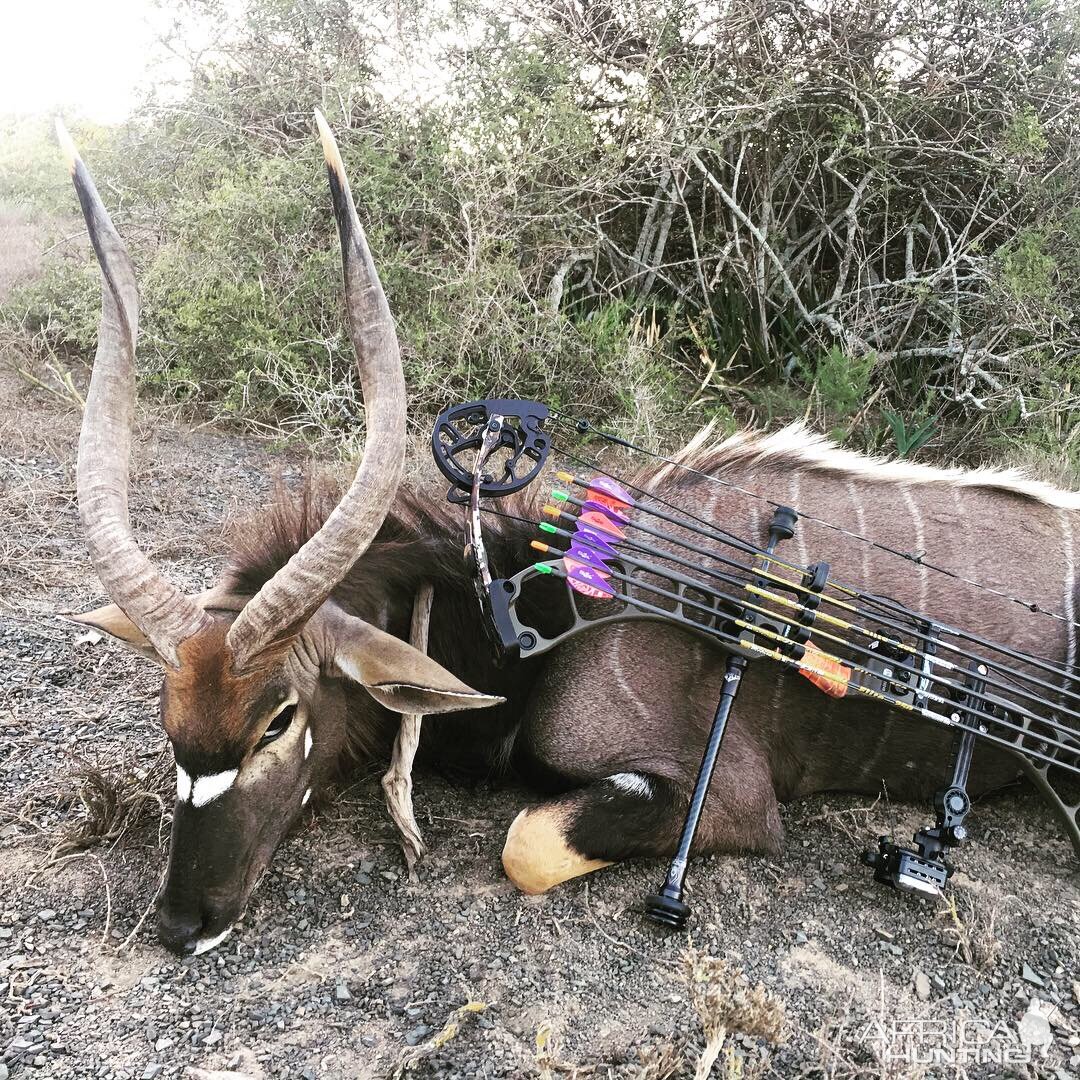 Bow Hunting Nyala in South Africa