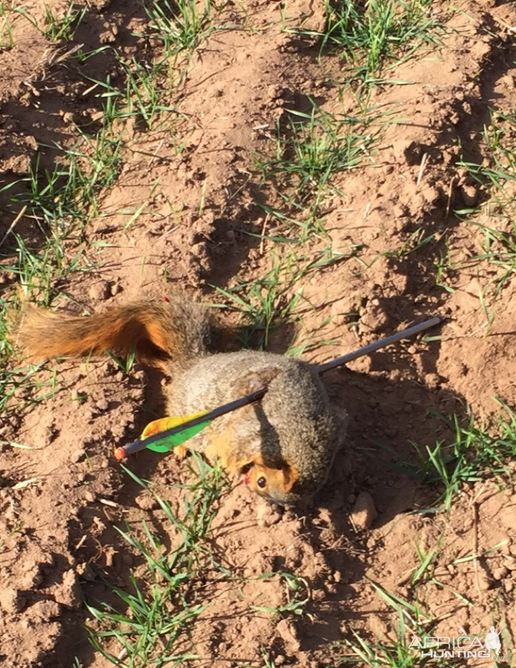 Bow Hunting Squirrel