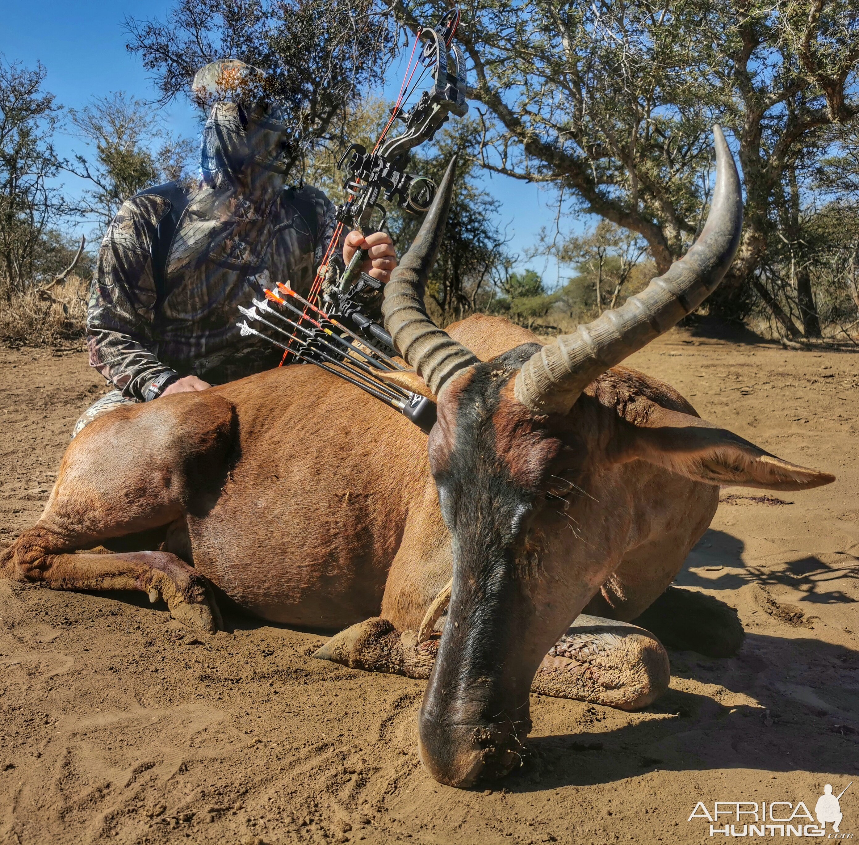 Bow Hunting Tsessebe South Africa