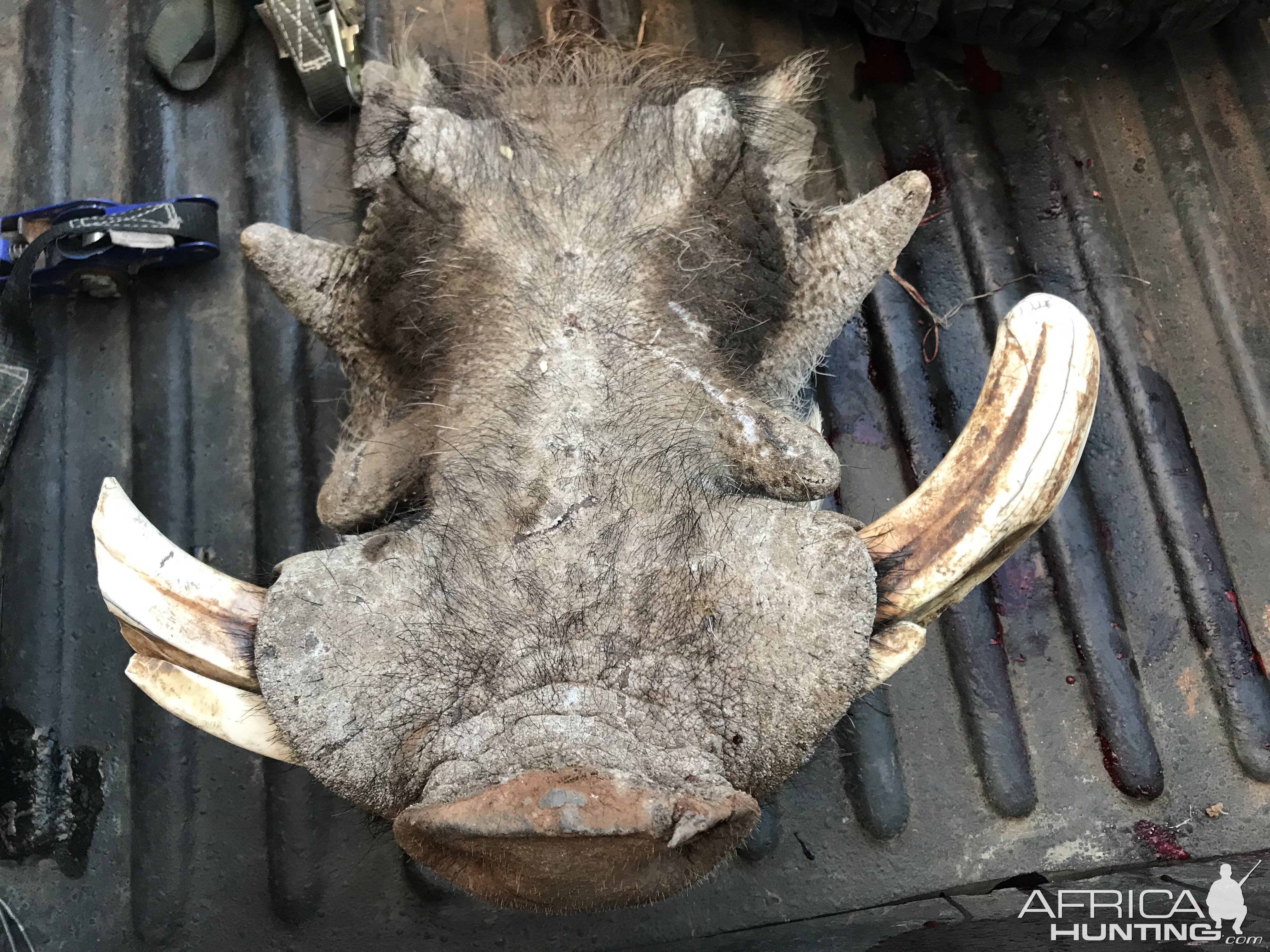 Bow Hunting Warthog in Namibia