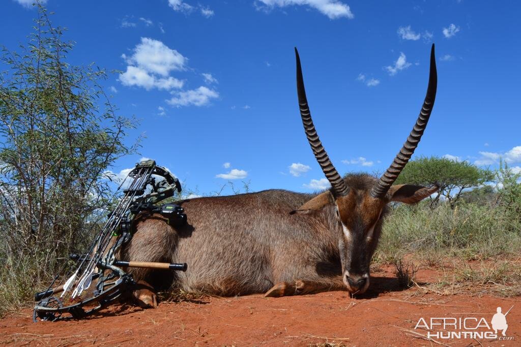 Bow Hunting Waterbuck in South Africa