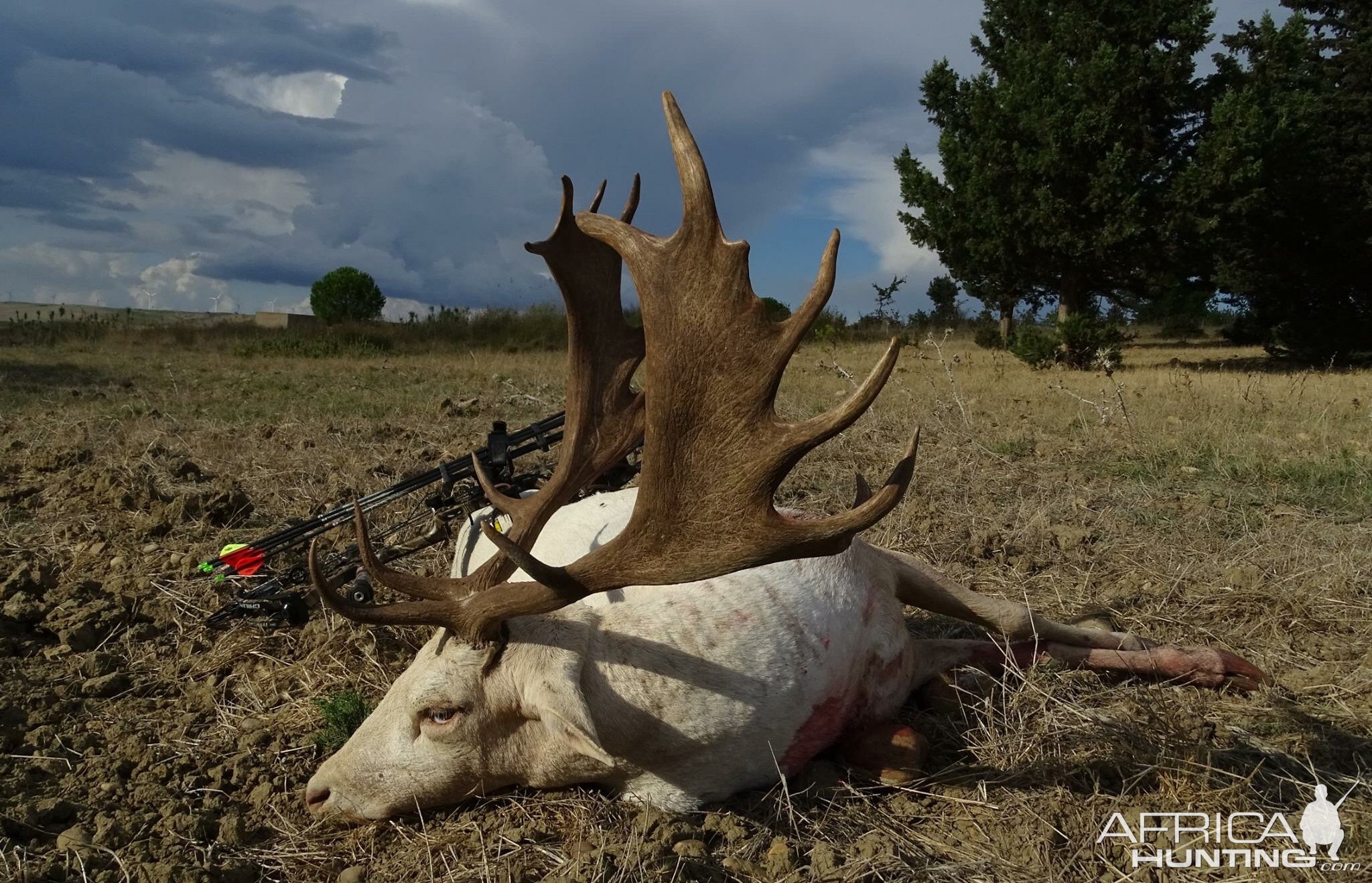 Bow Hunting White Fallow Deer