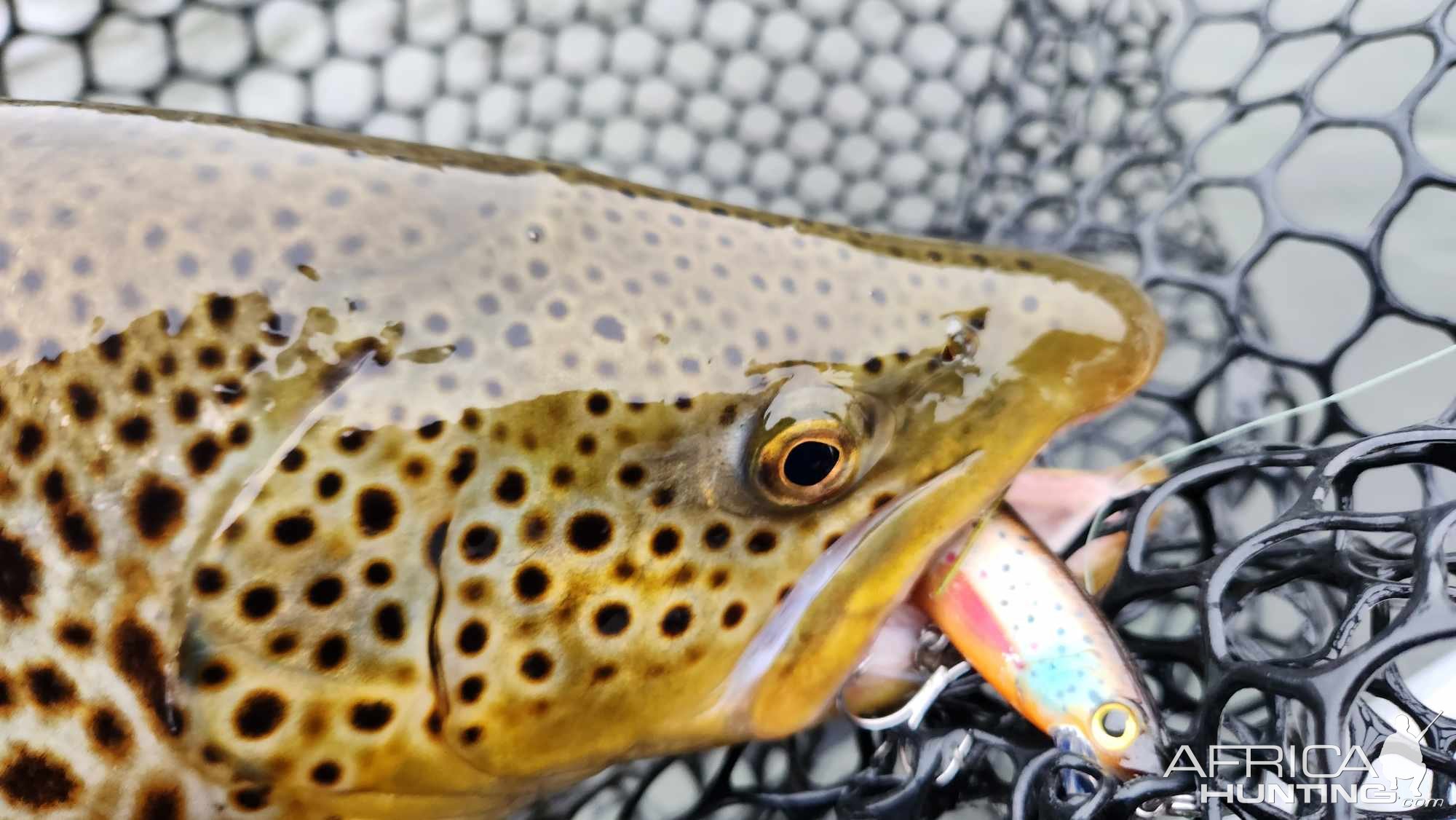 Bow River brown trout