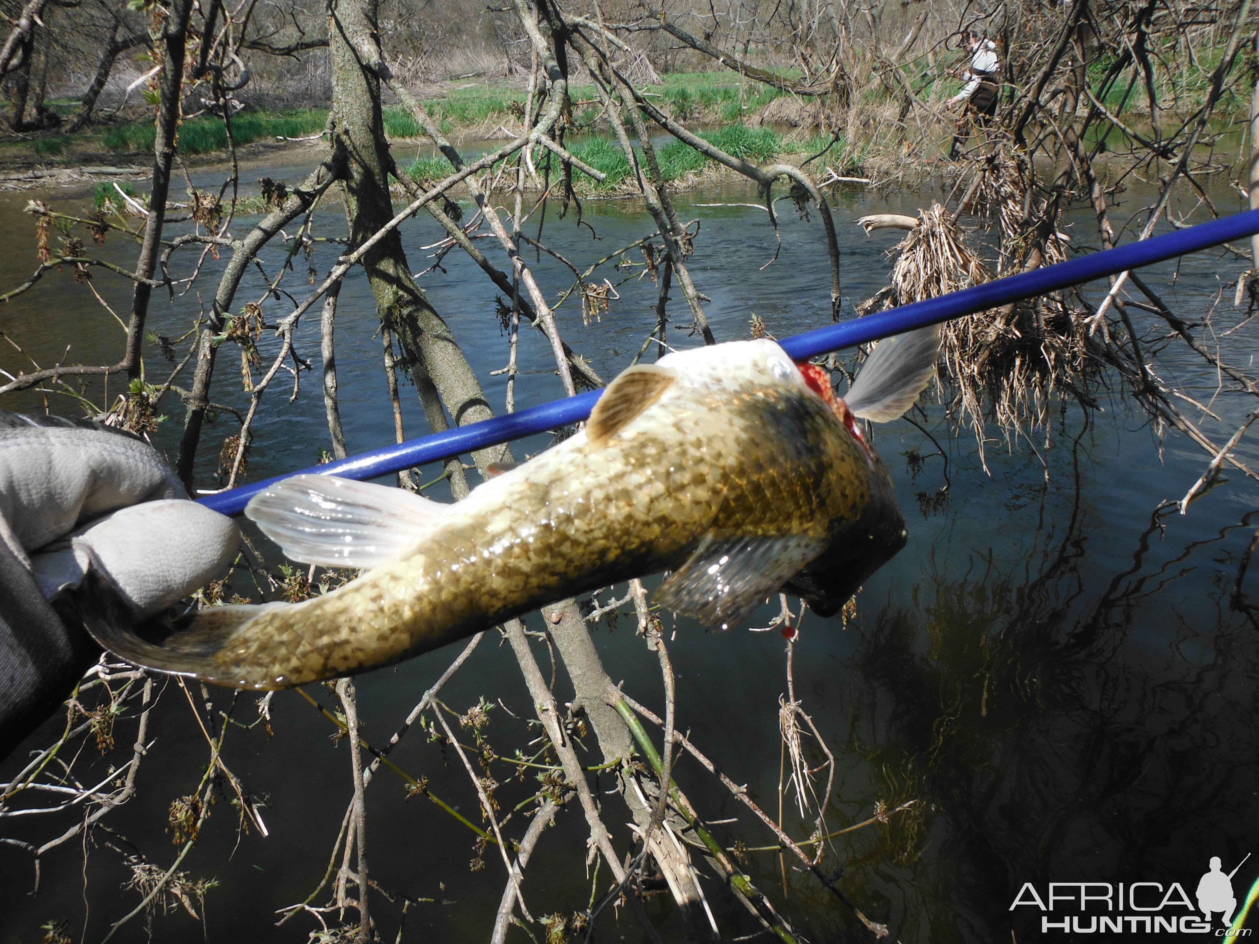 Bowfishing Carp in USA