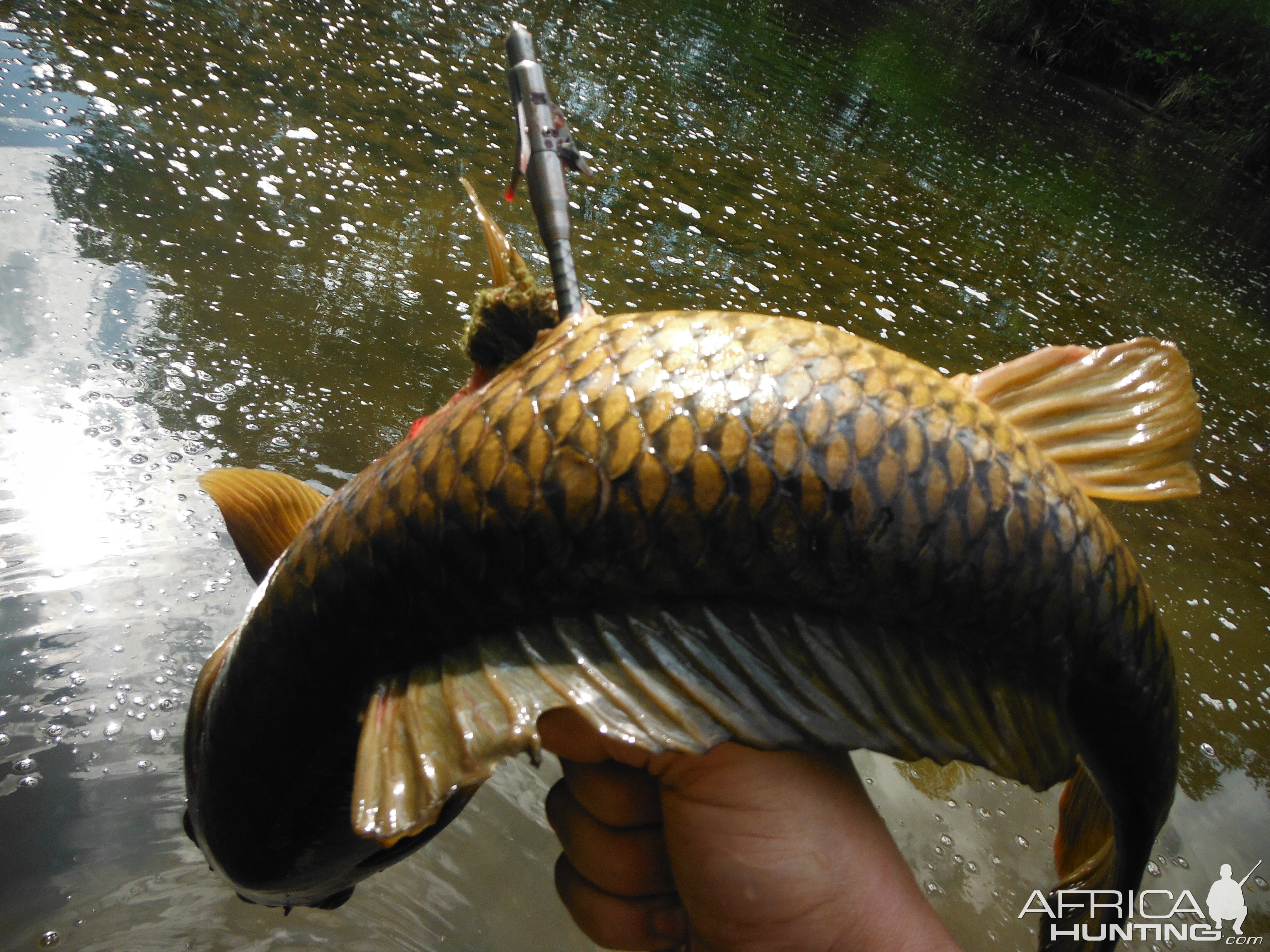 Bowfishing Carp USA