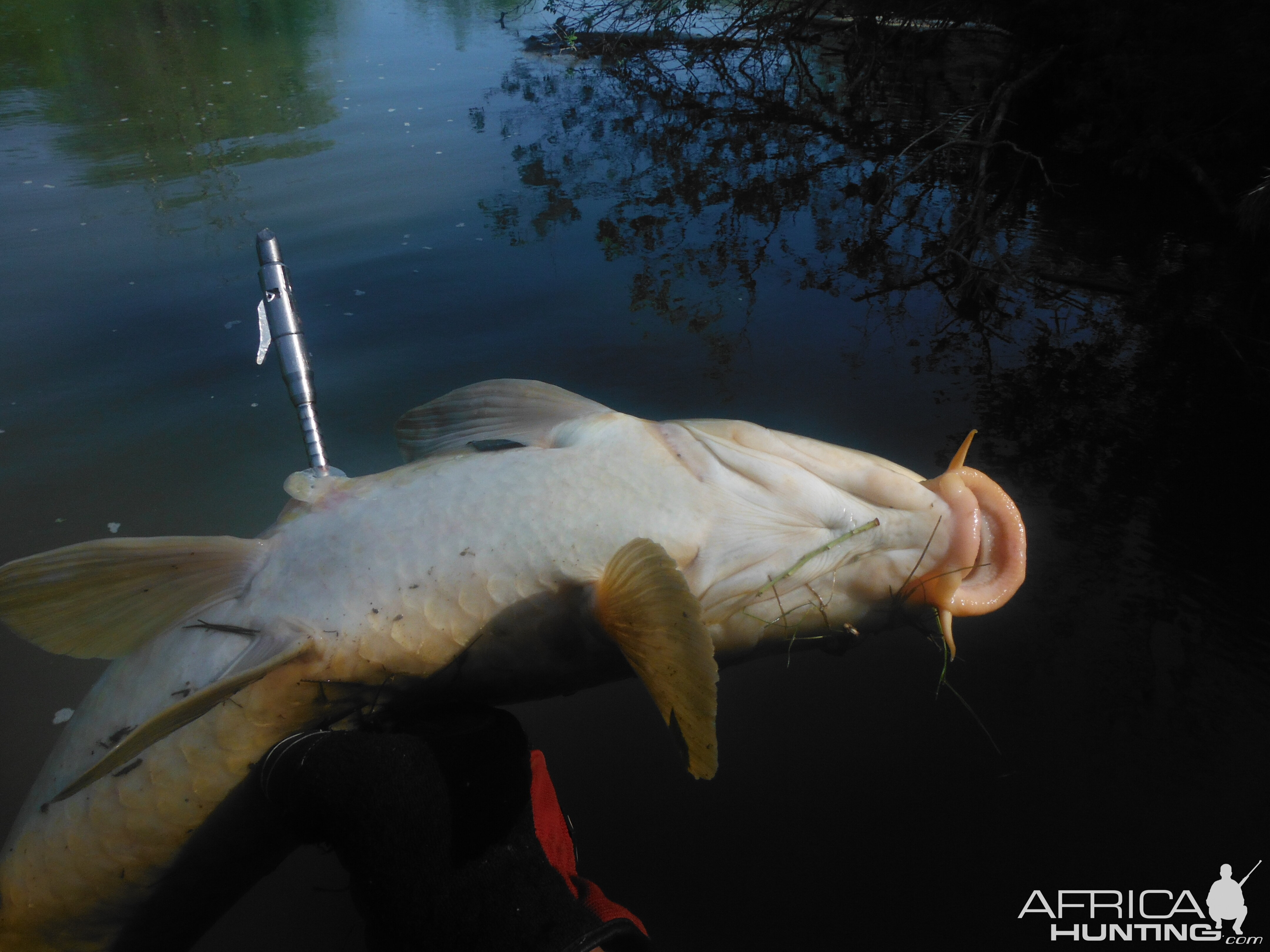 Bowfishing Carp USA