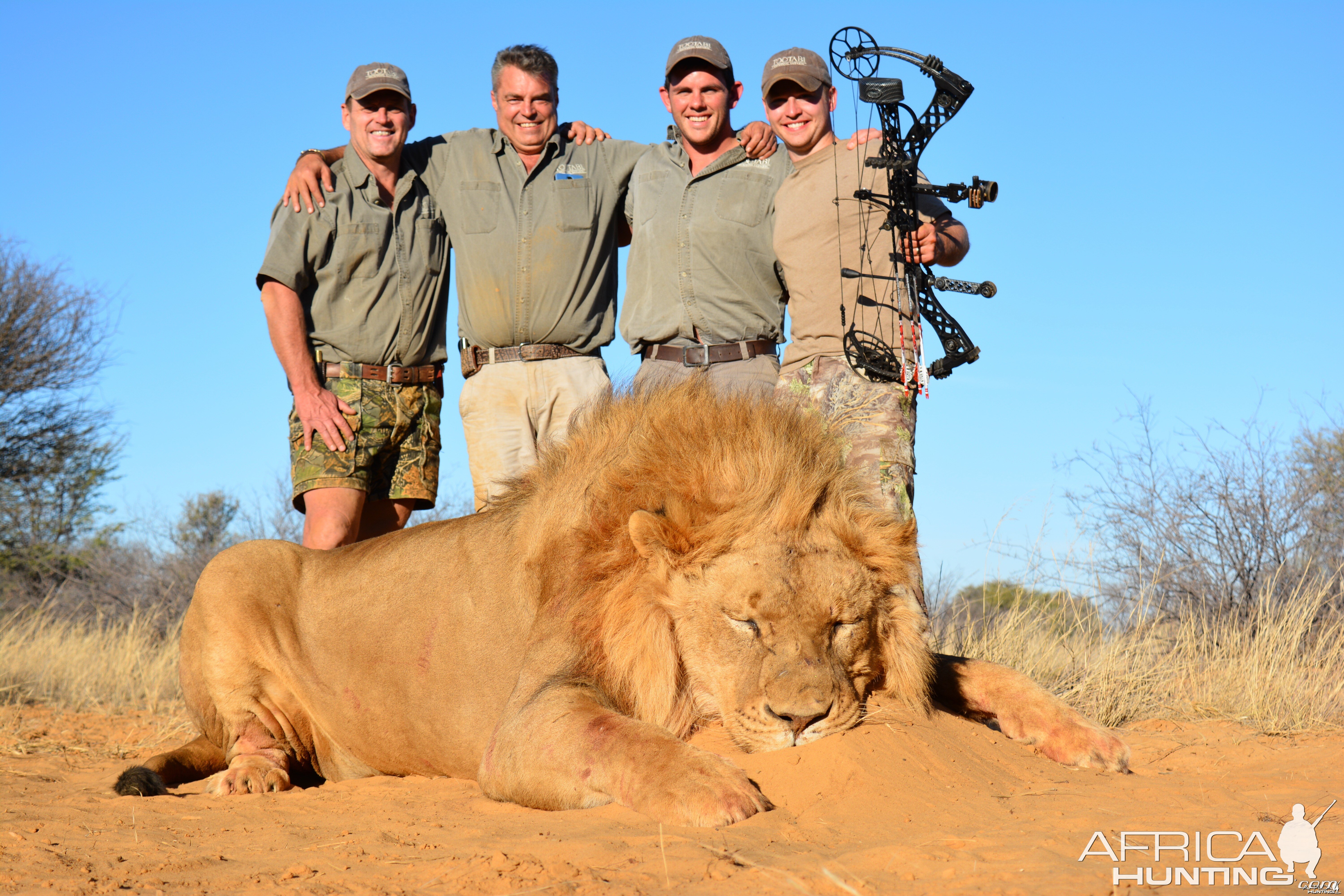 Bowhunted Lion