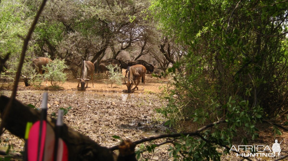 Bowhunter view