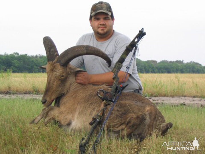 Bowhunting Aoudad