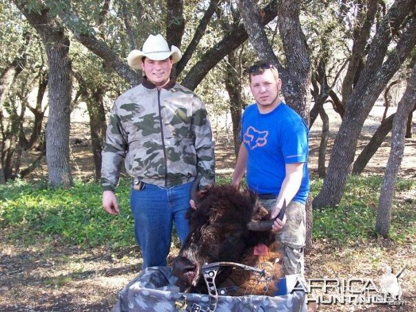 Bowhunting Bison