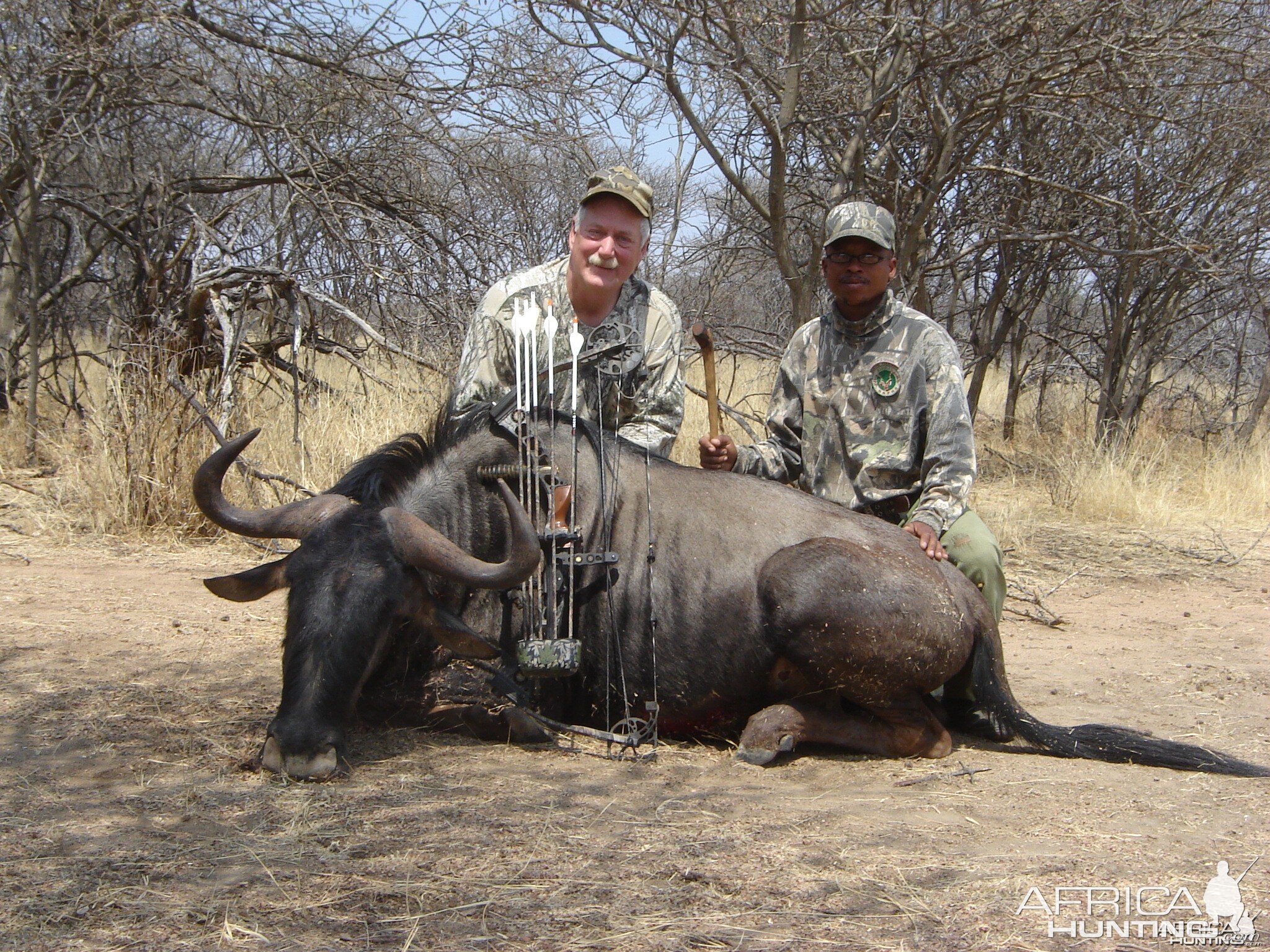 Bowhunting Blue Wildebeest in Namibia