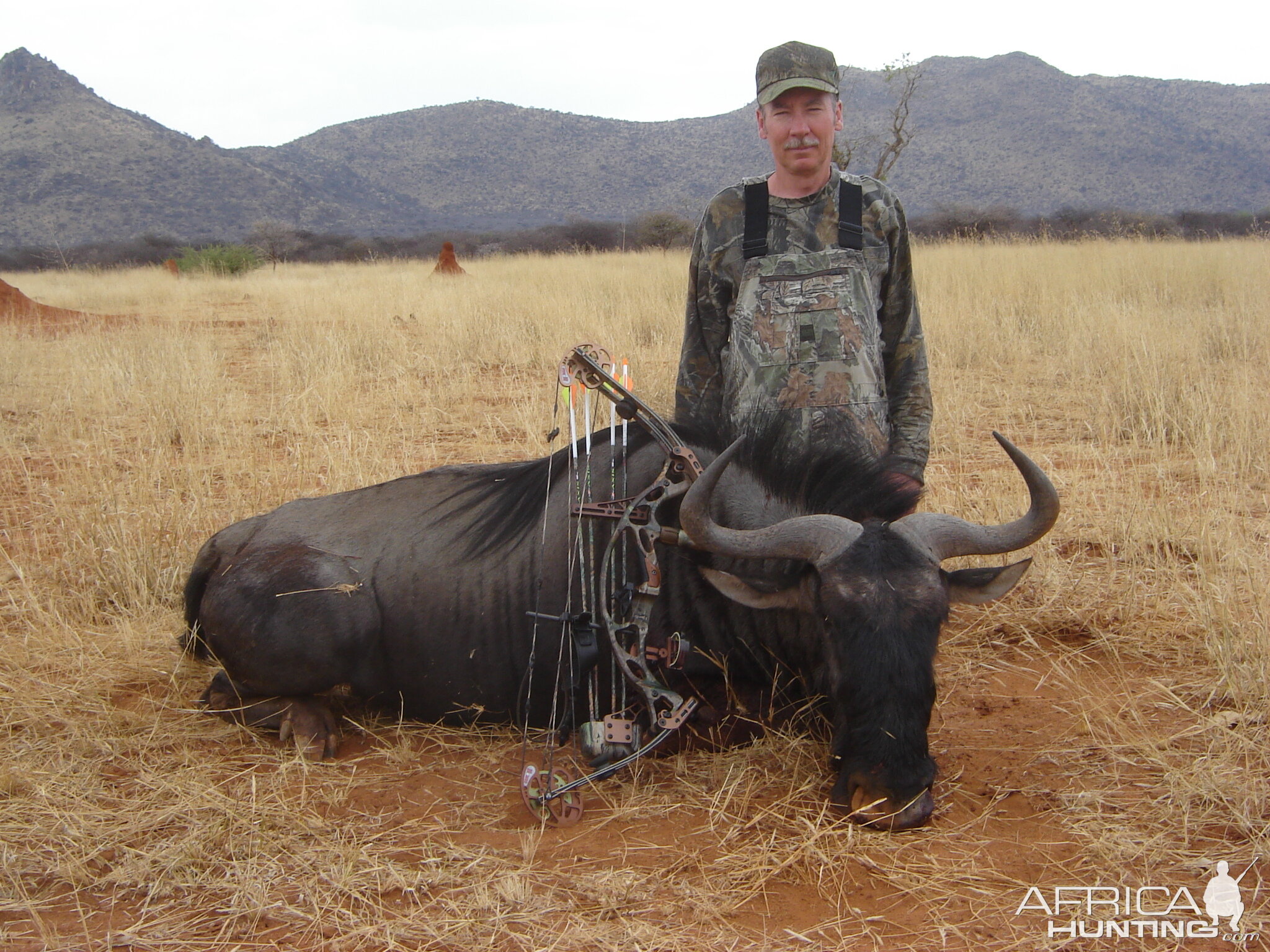 Bowhunting Blue Wildebeest in Namibia