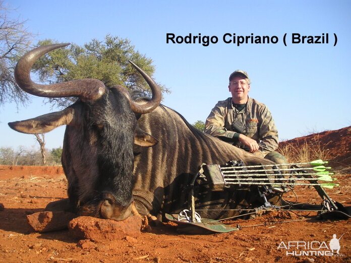 Bowhunting Blue Wildebeest