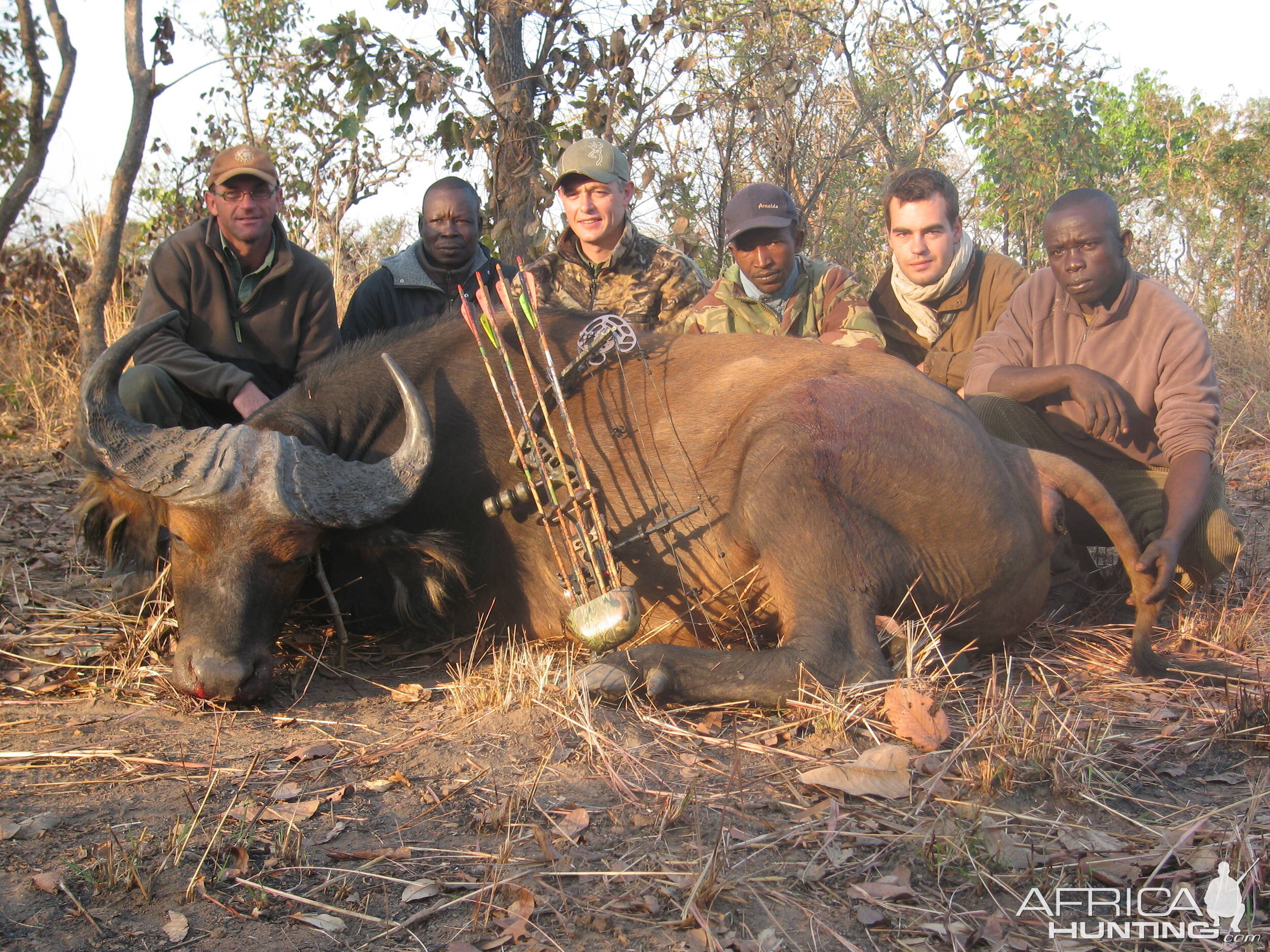 Bowhunting Buffalo CAR