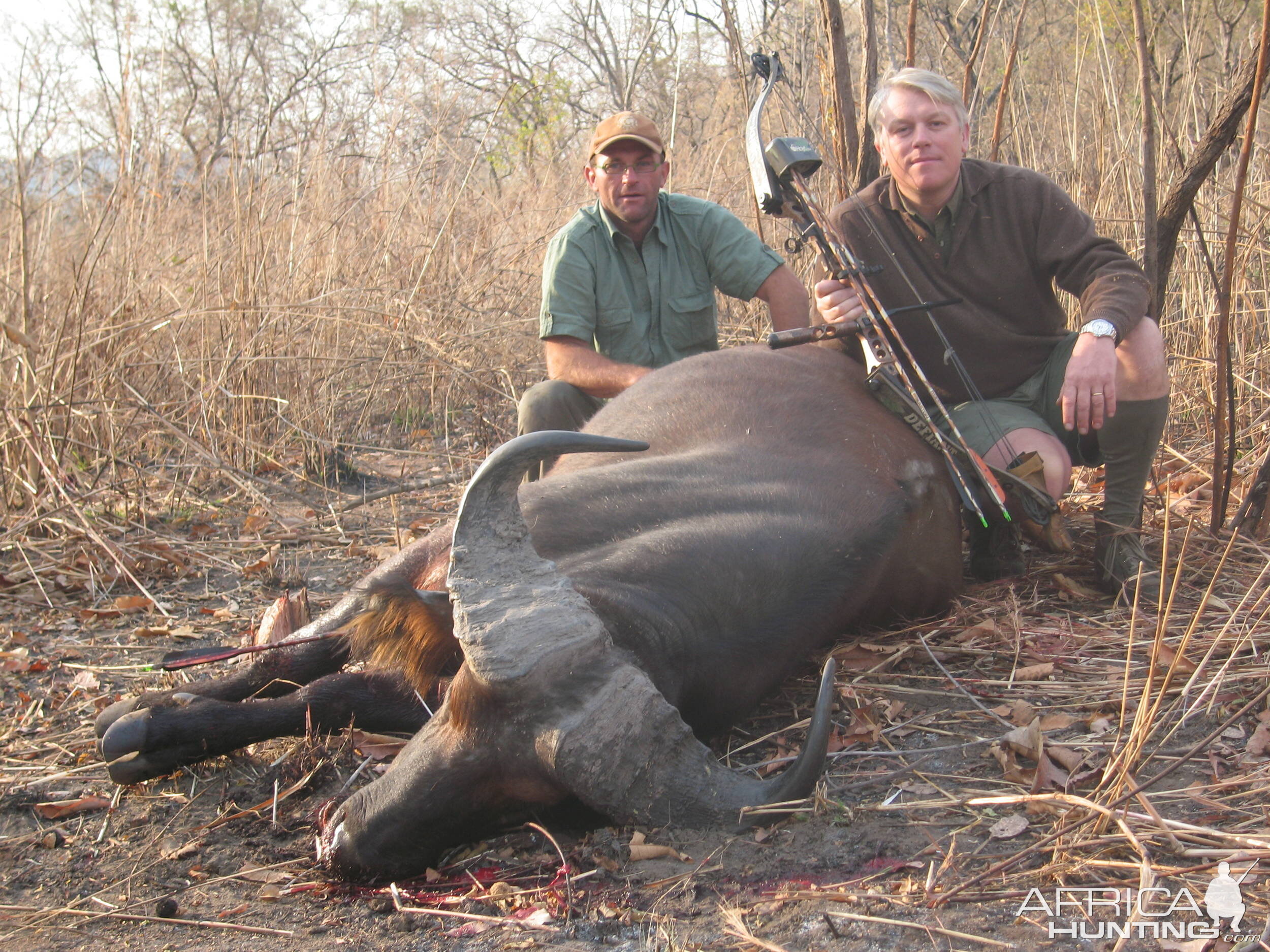 Bowhunting Buffalo CAR