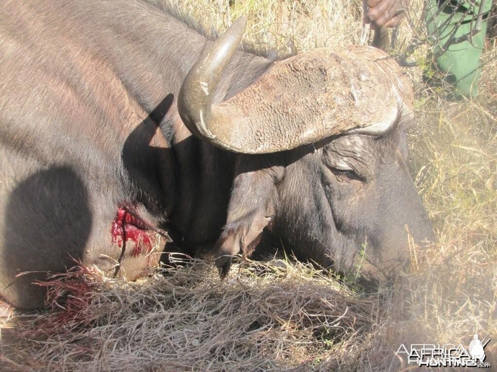 Bowhunting Buffalo