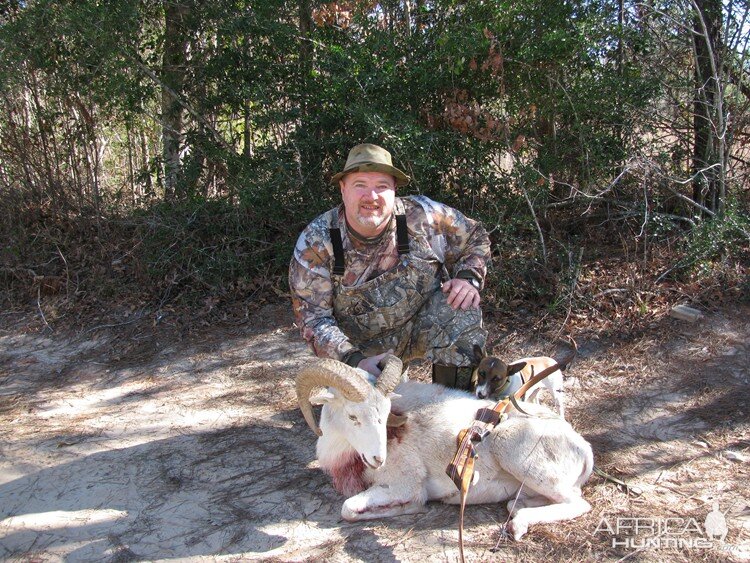 Bowhunting East Texas Sheep