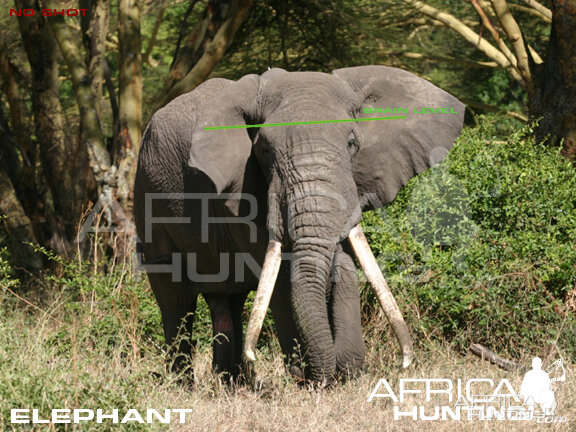 Bowhunting Elephant Front View Shot Placement