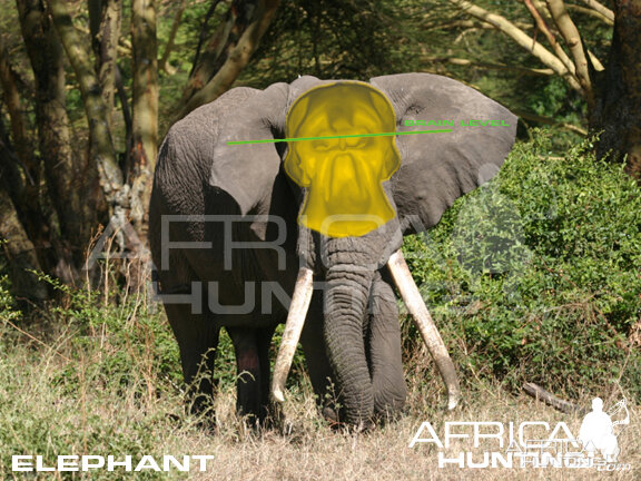 Bowhunting Elephant Front View Shot Placement